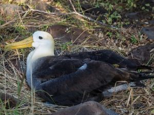 Самка галапагосского альбатроса фото